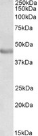 PAX3 Antibody - PAX3 antibody (0.3µg/ml) staining of Human Duodenum lysate (35µg protein in RIPA buffer). Primary incubation was 1 hour. Detected by chemiluminescence.