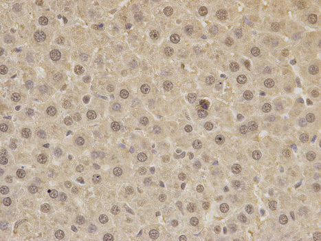 PAX3 Antibody - Immunohistochemistry of paraffin-embedded rat liver using PAX3 antibody at dilution of 1:200 (400x lens). I.