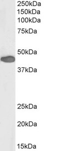 PAX3 Antibody - Biotinylated antibody (0.5µg/ml) staining of Human Duodenum lysate (35µg protein in RIPA buffer), exactly mirroring its parental non-biotinylated product. Primary incubation was 1 hour. Detected by chemiluminescence, using streptavidin-HRP and using NAP bl