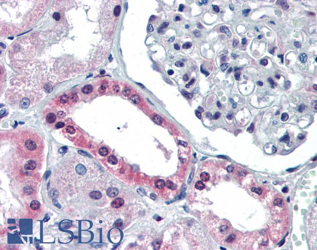 PAX4 Antibody - Anti-PAX4 antibody IHC of human kidney. Immunohistochemistry of formalin-fixed, paraffin-embedded tissue after heat-induced antigen retrieval. Antibody concentration 5 ug/ml.  This image was taken for the unconjugated form of this product. Other forms have not been tested.
