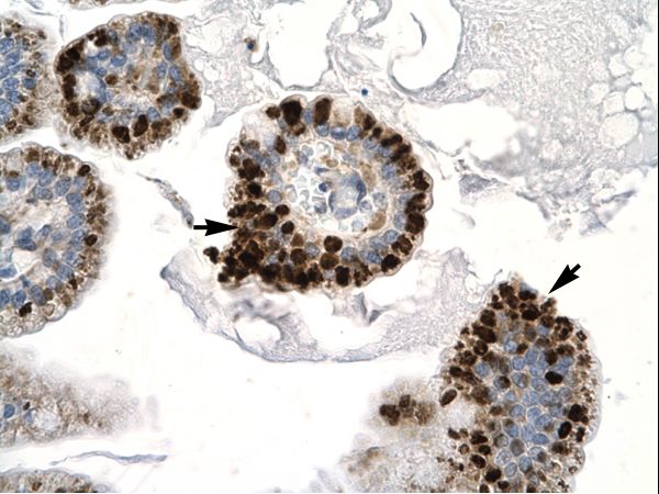 PAX4 Antibody - Human Intestine.  This image was taken for the unconjugated form of this product. Other forms have not been tested.
