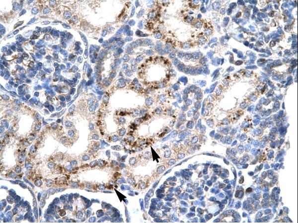 PAX4 Antibody - Human Kidney.  This image was taken for the unconjugated form of this product. Other forms have not been tested.