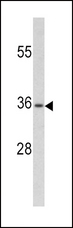 PAX4 Antibody - Western blot of PAX4 antibody (RB20216) in CEM cell line lysates (35 ug/lane). PAX4 (arrow) was detected using the purified antibody.