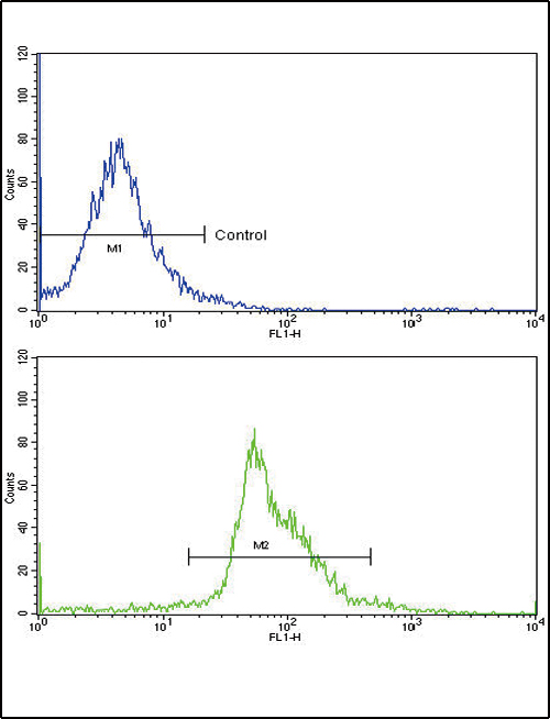PAX4 Antibody - Flow cytometric of widr cells using PAX4 Antibody (bottom histogram) compared to a negative control cell (top histogram)FITC-conjugated goat-anti-rabbit secondary antibodies were used for the analysis.