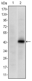 PAX4 Antibody - Western blot using PAX4 monoclonal antibody against HEK293 (1) and PAX4(AA: 105-232)-hIgGFc transfected HEK293 (2) cell lysate.