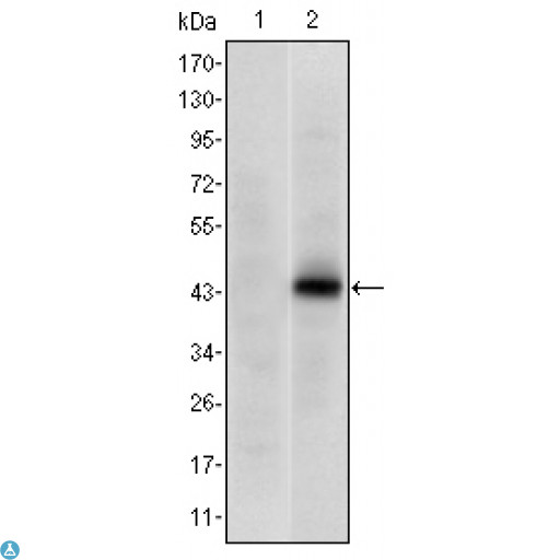 PAX4 Antibody - ELISA analysis of Pax-4 antibody.