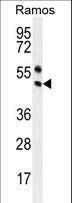 PAX5 Antibody - PAX5 Antibody western blot of Ramos cell line lysates (35 ug/lane). The PAX5 antibody detected the PAX5 protein (arrow).