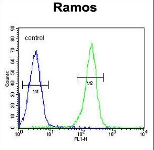 PAX5 Antibody - PAX5 Antibody flow cytometry of Ramos cells (right histogram) compared to a negative control cell (left histogram). FITC-conjugated goat-anti-rabbit secondary antibodies were used for the analysis.