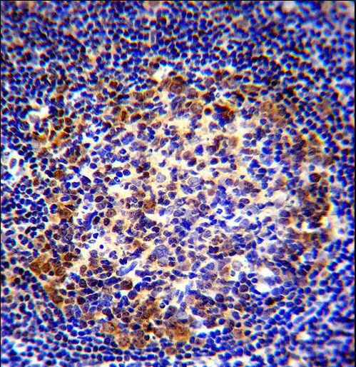 PAX5 Antibody - PAX5 Antibody immunohistochemistry of formalin-fixed and paraffin-embedded human tonsil tissue followed by peroxidase-conjugated secondary antibody and DAB staining.