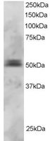 PAX5 Antibody - PAX5 antibody staining (3 ug/ml) of U937 lysate (RIPA buffer, 30g total protein per lane). Primary incubated for 1 hour. Detected by Western blot of chemiluminescence.