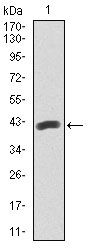 PAX5 Antibody - PAX5 Antibody in Western Blot (WB)
