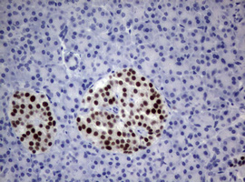PAX5 Antibody - IHC of paraffin-embedded Human pancreas tissue using anti-PAX5 mouse monoclonal antibody.