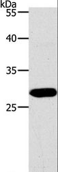 PAX5 Antibody - Western blot analysis of Jurkat cell, using PAX5 Polyclonal Antibody at dilution of 1:550.