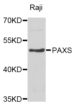 PAX5 Antibody - Western blot analysis of extracts of Raji cells.