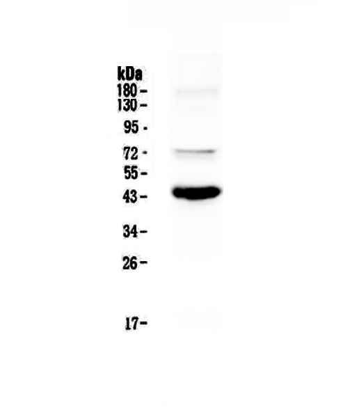 PAX5 Antibody - Western blot - Anti-PAX5/Bsap Picoband antibody