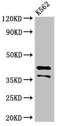 PAX5 Antibody - Positive Western Blot detected in K562 whole cell lysate. All lanes: PAX5 antibody at 3.2 µg/ml Secondary Goat polyclonal to rabbit IgG at 1/50000 dilution. Predicted band size: 43, 39, 36, 33, 32, 38, 35 KDa. Observed band size: 43, 36 KDa