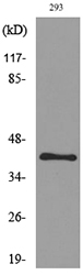 PAX5 Antibody - Western blot analysis of lysate from 293 cells, using PAX5 Antibody.