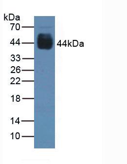 PAX6 Antibody - Western Blot; Sample: Rat Stomach Tissue.