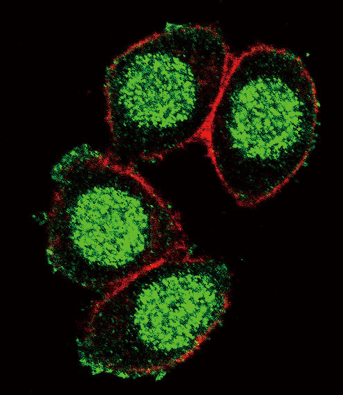 PAX6 Antibody - Confocal immunofluorescence of PAX6 Antibody with HeLa cell followed by Alexa Fluor 488-conjugated goat anti-rabbit lgG (green). Actin filaments have been labeled with Alexa Fluor 555 phalloidin (red).