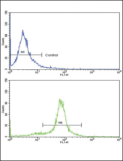 PAX6 Antibody - Flow cytometric of HeLa cells using PAX6 Antibody (bottom histogram) compared to a negative control cell (top histogram). FITC-conjugated goat-anti-rabbit secondary antibodies were used for the analysis.