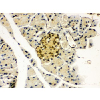 PAX6 Antibody - PAX6 antibody IHC-paraffin. IHC(P): Mouse Pancreas Tissue.