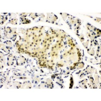 PAX6 Antibody - PAX6 antibody IHC-paraffin. IHC(P): Rat Pancreas Tissue.