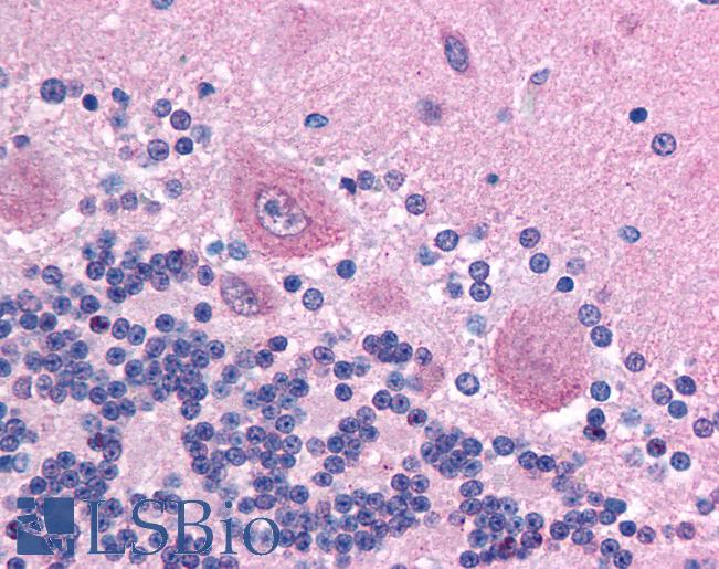 PAX6 Antibody - Anti-PAX6 antibody IHC of human brain, cerebellum. Immunohistochemistry of formalin-fixed, paraffin-embedded tissue after heat-induced antigen retrieval. Antibody concentration 5 ug/ml.  This image was taken for the unconjugated form of this product. Other forms have not been tested.