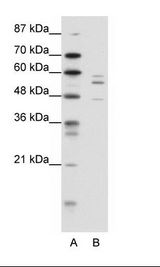 PAX6 Antibody - A: Marker, B: HepG2 Cell Lysate.  This image was taken for the unconjugated form of this product. Other forms have not been tested.