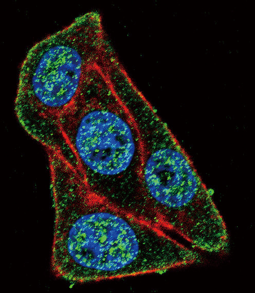 PAX6 Antibody - Confocal immunofluorescence of PAX6-T373 Antibody with HeLa cell followed by Alexa Fluor 488-conjugated goat anti-rabbit lgG (green). Actin filaments have been labeled with Alexa Fluor 555 phalloidin (red). DAPI was used to stain the cell nuclear (blue).