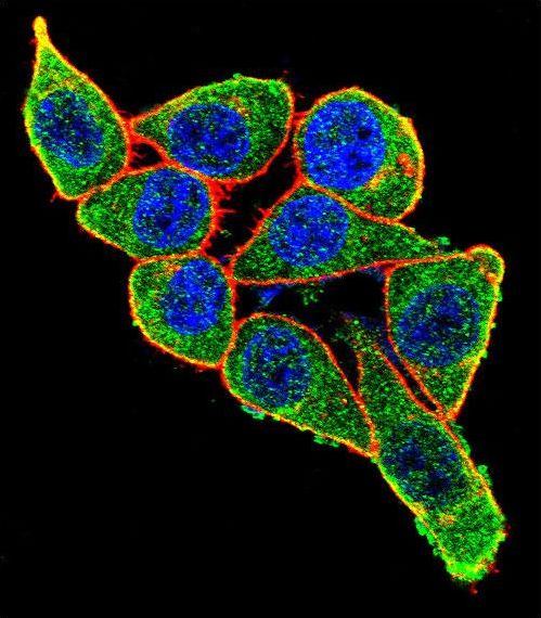 PAX6 Antibody - Confocal immunofluorescence of PAX6 Antibody with HeLa cell followed by Alexa Fluor 488-conjugated goat anti-rabbit lgG (green). Actin filaments have been labeled with Alexa Fluor 555 phalloidin (red). DAPI was used to stain the cell nuclear (blue).