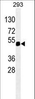PAX6 Antibody - PAX6 western blot of 293 cell line lysates (35 ug/lane). The PAX6 antibody detected the PAX6 protein (arrow).