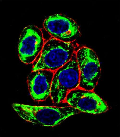 PAX6 Antibody - Confocal immunofluorescence of PAX6 Antibody (Ascites) with HeLa cell followed by Alexa Fluor 488-conjugated goat anti-mouse lgG (green). Actin filaments have been labeled with Alexa Fluor 555 phalloidin (red). DAPI was used to stain the cell nuclear (blue).