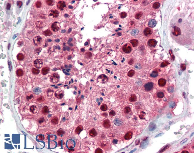 PAX7 Antibody - Anti-PAX7 antibody IHC of human testis. Immunohistochemistry of formalin-fixed, paraffin-embedded tissue after heat-induced antigen retrieval. Antibody concentration 5 ug/ml.  This image was taken for the unconjugated form of this product. Other forms have not been tested.
