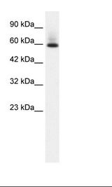 PAX7 Antibody - Jurkat Cell Lysate.  This image was taken for the unconjugated form of this product. Other forms have not been tested.