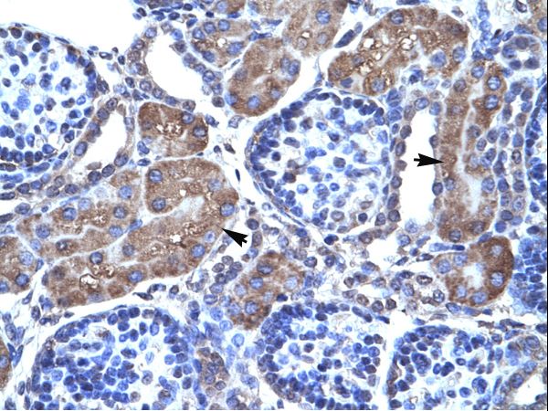 PAX7 Antibody - Human Kidney.  This image was taken for the unconjugated form of this product. Other forms have not been tested.