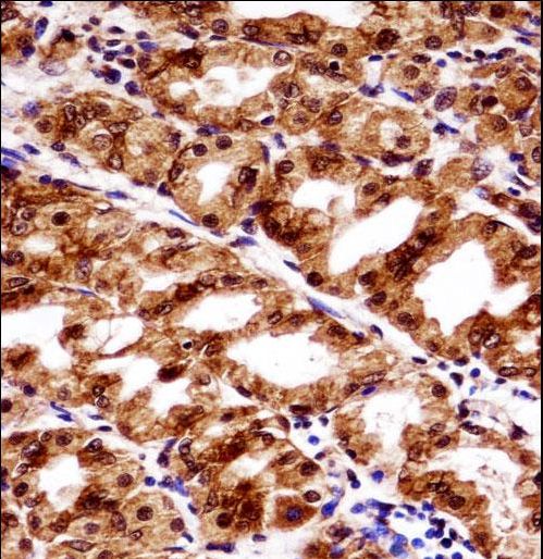 PAX7 Antibody - PAX7 Antibody immunohistochemistry of formalin-fixed and paraffin-embedded human stomach tissue followed by peroxidase-conjugated secondary antibody and DAB staining.