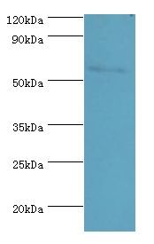 PAX7 Antibody - Western blot. All lanes: PAX7 antibody at 4 ug/ml+293T whole cell lysate. Secondary antibody: Goat polyclonal to rabbit at 1:10000 dilution. Predicted band size: 57 kDa. Observed band size: 57 kDa Immunohistochemistry.