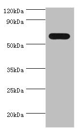 PAX7 Antibody - Western blot All lanes: PAX7 antibody at 4µg/ml + 293T whole cell lysate Secondary Goat polyclonal to rabbit IgG at 1/10000 dilution Predicted band size: 56, 57 kDa Observed band size: 56 kDa