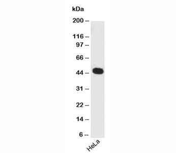 PAX7 Antibody - PAX7 antibody PAX7/497 western blot.  This image was taken for the unmodified form of this product. Other forms have not been tested.
