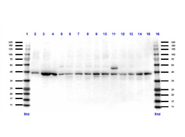 PAX7 Antibody - Western Blot of rabbit anti-Pax7 antibody. Lane 1: Opal Pre-stained ladder Lane 2: Mouse muscle protein lysate. Lane 3: C2C12. Lane 4: Ms spleen. Lane 5: Ms brain. Lane 6: HEK293T. Lane 7: HeLa WCL. Lane 8: MCF7. Lane 9: Jurkat. Lane 10: A431. Lane 11: A549. Lane 12: LNCap. Lane 13: MOLT-4. Lane 14: Ramos. Lane 15: Raji. Lane 16: Opal Pre-stained ladder Load: 10 µg per lane. Primary antibody: Pax7 antibody at 1:1,000 for overnight at RT. Secondary antibody: Peroxidase rabbit secondary antibody at 1:70,000 for 30 min at RT. Blocking Buffer: MB-070 for 30 min at RT. Predicted/Observed size: 55 kDa for Pax7.