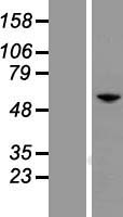 PAX7 Protein - Western validation with an anti-DDK antibody * L: Control HEK293 lysate R: Over-expression lysate