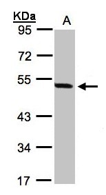 PAX8 Antibody - Sample (30 ug whole cell lysate). A:293T. 10% SDS PAGE. PAX8 antibody diluted at 1:1000