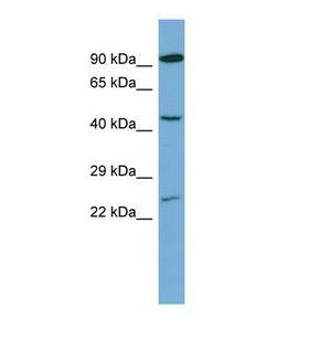 PAX8 Antibody - Western blot of Human THP-1. PAX8 antibody dilution 1.0 ug/ml.  This image was taken for the unconjugated form of this product. Other forms have not been tested.
