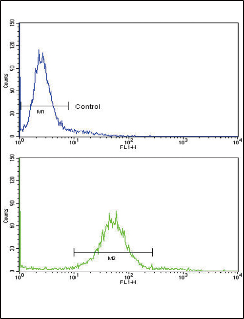 PAX8 Antibody - Flow cytometric of 293 cells using PAX8 Antibody (bottom histogram) compared to a negative control cell (top histogram). FITC-conjugated goat-anti-rabbit secondary antibodies were used for the analysis.