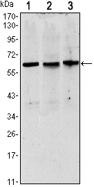 PAX8 Antibody - Western blot using PAX8 mouse monoclonal antibody against HeLa (1),HEK293 (2) and Raji (3) cell lysate.