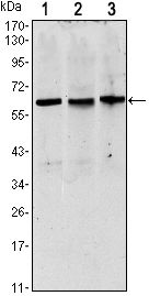 PAX8 Antibody - PAX8 Antibody in Western Blot (WB)