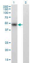 PAX8 Antibody - Western blot of PAX8 expression in transfected 293T cell line by PAX8 monoclonal antibody (M23), clone 2F1.