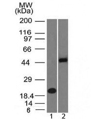 PAX8 Antibody - Western blot testing of 1) human partial recombinant protein and 2) human Raji cell lysate with PAX8 antibody (clone PAX8/1492). Predicted molecular weight of isoforms 1-5: 31, 35, 42, 43 and 48 kDa, respectively. PAX8 can also be observed at ~62 kDa.