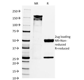 PAX8 Antibody - SDS-PAGE Analysis of Purified, BSA-Free PAX8 Antibody (clone PAX8/1492). Confirmation of Integrity and Purity of the Antibody.
