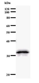 PAX8 Antibody - Western blot of immunized recombinant protein using PAX8 antibody.